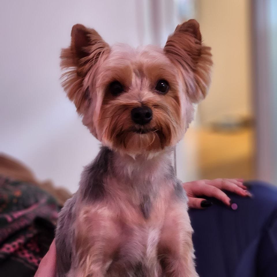 A small, brown and white Yorkshire Terrier dog with a neatly groomed coat and large ears is sitting indoors with a blurred background. A person's hand, possibly taking a break from digital marketing tasks, is gently resting on the dog.