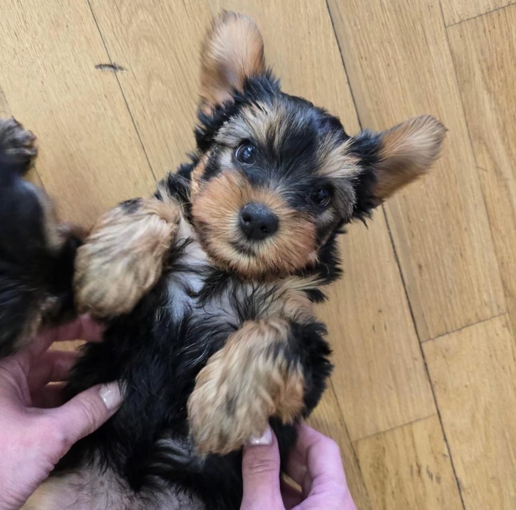 A small puppy with a black and brown coat lies on its back on a wooden floor while a person, perhaps strategizing their next digital marketing campaign, holds its paws.